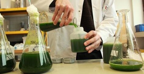 Phototrophic Production Of Microbial Proteins